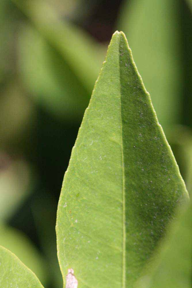              Margin (Riverside, CA)       